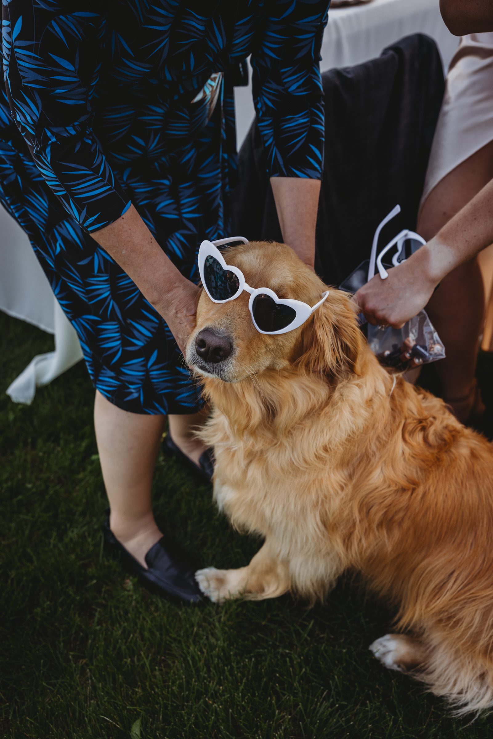 dog at wedding with sun glasses on in Fairbanks Alaska